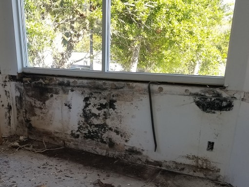 Mold Remediation Odessa FL