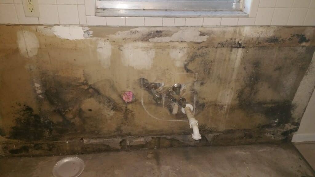 Mold Removal Pinellas County